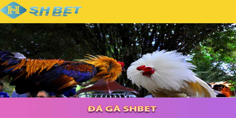 Đá-Gà-Shbet